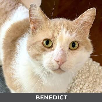 Benedict -  Domestic Medium Hair Cat for Adoption in Toronto, Ontario - Benedict | PetCurious