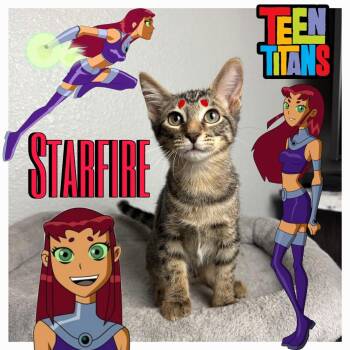 Starfire -  Domestic Short Hair Cat for Adoption in League City, Texas - Starfire | PetCurious
