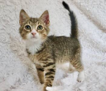 Pete -  Tiger and Turkish Angora Cat for Adoption in St. Augustine, Florida - Pete | PetCurious