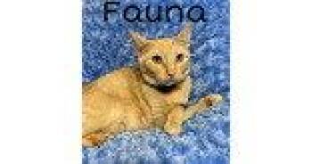 Domestic Short Hair Cats Available for Adoption in Newport, Kentucky - Fauna | PetCurious