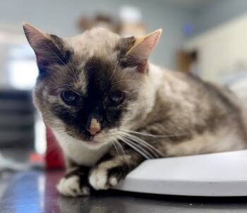 Rescue Domestic Short Hair Cats for Adoption in Danielsville, Georgia - Cappuccino | PetCurious