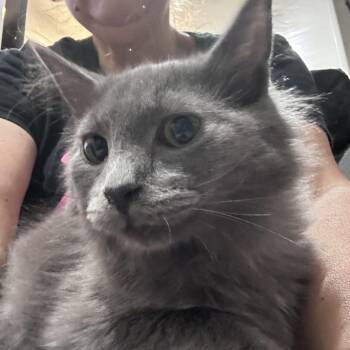 Sapporo -  Domestic Long Hair Cat for Adoption in Rochester, Minnesota - Sapporo | PetCurious
