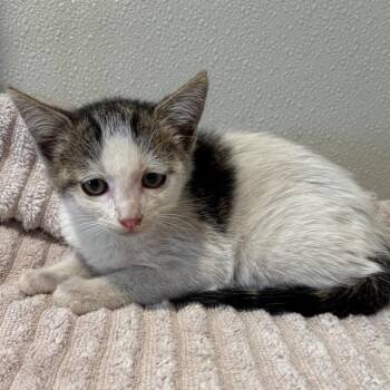 IVHS-Stray-142541 -  Domestic Short Hair Cat for Adoption in San Gabriel, California - IVHS-Stray-142541 | PetCurious