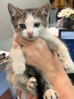 Kroger -  Domestic Short Hair Cat for Adoption in Memphis, Tennessee - Kroger | PetCurious