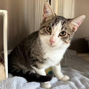 Rescue Domestic Short Hair Cats for Adoption in Cedaredge, Colorado - Daniel | PetCurious