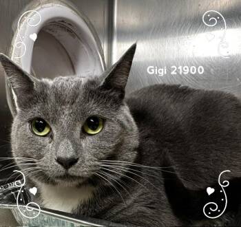 GIGI -  Domestic Short Hair Cat for Adoption in Marietta, Georgia - GIGI | PetCurious