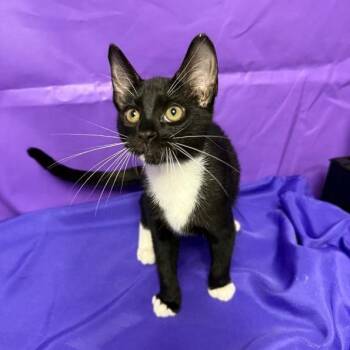 Icarus -  Domestic Medium Hair Cat for Adoption in North Myrtle Beach, South Carolina - Icarus | PetCurious