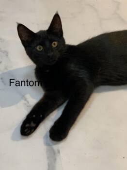 Fantom -  Domestic Short Hair Cat for Adoption in Saint Charles, Missouri - Fantom | PetCurious