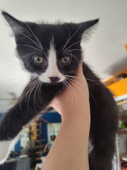 Rescue Domestic Medium Hair Cats for Adoption in Island Lake, Illinois - Jude | PetCurious