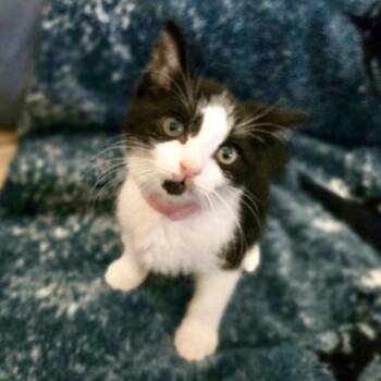 Cookie* -  Domestic Short Hair Cat for Adoption in San Gabriel, California - Cookie* | PetCurious