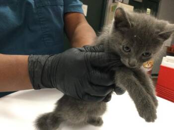 Domestic Short Hair Cats Available for Adoption - LISA | PetCurious