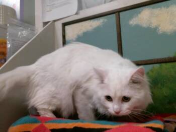 Domestic Short Hair Cats Available for Adoption in Houston, Texas - MOON | PetCurious