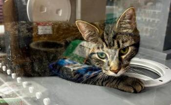 Bentley -  Domestic Short Hair Cat for Adoption in Effingham, Illinois - Bentley | PetCurious