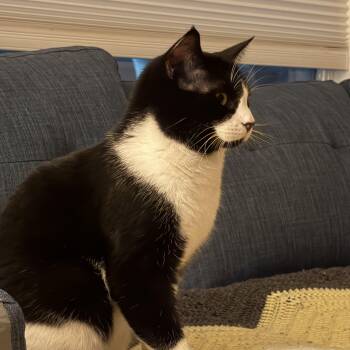 Domestic Short Hair Cats Available for Adoption in Calgary, Alberta - Chestnut | PetCurious