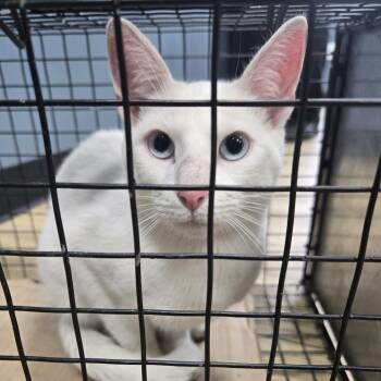 Domestic Short Hair Cats Available for Adoption in Newark, New Jersey - Ocean | PetCurious