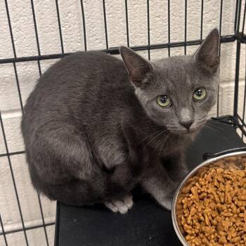Jose -  Domestic Short Hair Cat for Adoption in Rocky Mount, Virginia - Jose | PetCurious