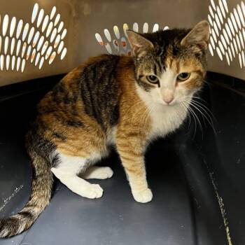 Domestic Short Hair Cats Available for Adoption - Constellation | PetCurious