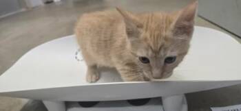 Boots -  Domestic Short Hair Cat for Adoption in Paducah, Kentucky - Boots | PetCurious