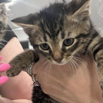 Chip -  Domestic Short Hair Cat for Adoption in Ephrata, Pennsylvania - Chip | PetCurious