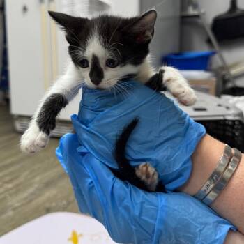 Adelie -  Domestic Short Hair Cat for Adoption in Summerville, South Carolina - Adelie | PetCurious