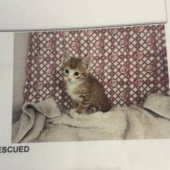 Livingstone -  American Shorthair Cat for Adoption in Freeport, Florida - Livingstone | PetCurious
