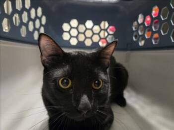 SHARPIE -  Domestic Short Hair Cat for Adoption in Derwood, Maryland - SHARPIE | PetCurious