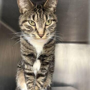 Tabby -  Domestic Short Hair and Mixed Breed Cat for Adoption in Chicago, Illinois - Tabby | PetCurious