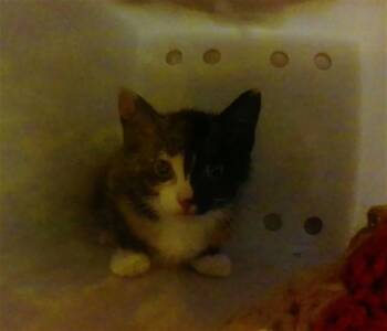 AMY -  Domestic Short Hair Cat for Adoption in Omaha, Nebraska - AMY | PetCurious