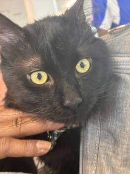 Domestic Medium Hair and Domestic Short Hair Cats Available for Adoption in West Chester, Pennsylvania - Lou Lou | PetCurious