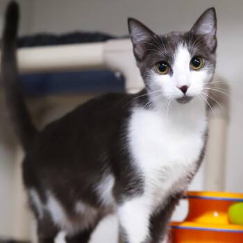 Ren -  Domestic Short Hair Cat for Adoption in Los Angeles, California - Ren | PetCurious