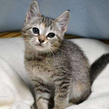 BAC-Stray-142115 -  Domestic Short Hair Cat for Adoption in Beaumont, Texas - BAC-Stray-142115 | PetCurious