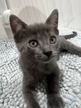 Sharky (and Chili) -  Russian Blue Cat for Adoption in Los Angeles, California - Sharky (and Chili) | PetCurious
