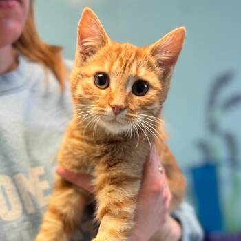 Domestic Short Hair Cats Available for Adoption - Brie | PetCurious