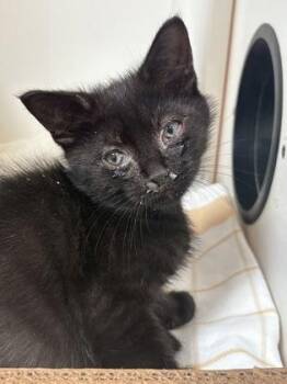Rasmodius -  Domestic Short Hair Cat for Adoption in Fairfax, Virginia - Rasmodius | PetCurious