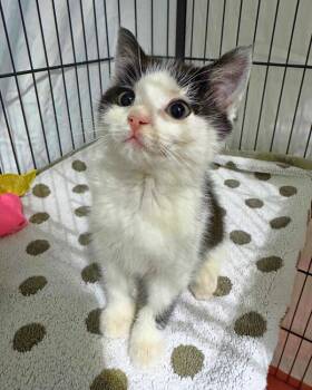 Domestic Short Hair Cats Available for Adoption - Equinox | PetCurious