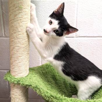 George -  Domestic Medium Hair Cat for Adoption in Smithfield, North Carolina - George | PetCurious