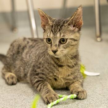 Rescue Domestic Short Hair Cats for Adoption in Gainesville, Florida - Ferret | PetCurious