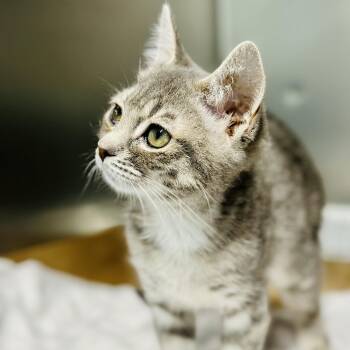 Fawn  -  Domestic Short Hair Cat Available for Adoption in Jackson Township, New Jersey - Fawn  | PetCurious