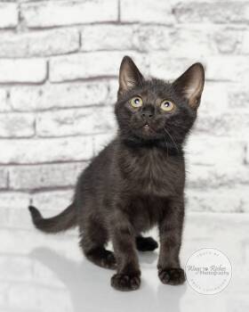 Queen -  Bombay and Domestic Short Hair Cat for Adoption in Tuscaloosa, Alabama - Queen | PetCurious
