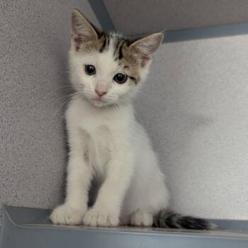 Sweetheart Sammi -  Domestic Short Hair Cat for Adoption in Evansville, Indiana - Sweetheart Sammi | PetCurious