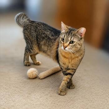 Bobbi -  Tabby Cat Available for Adoption in Fresno, California - Bobbi | PetCurious