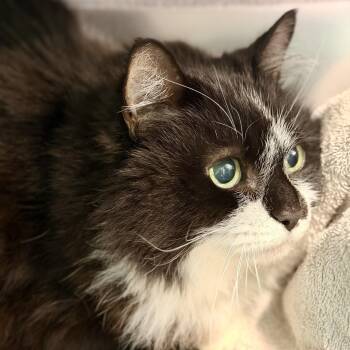 Gweny -  Domestic Long Hair Cat for Adoption in Jackson Township, New Jersey - Gweny | PetCurious