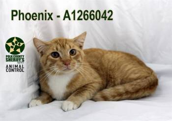 Domestic Short Hair Cats Available for Adoption in Winter Haven, Florida - PHOENIX | PetCurious