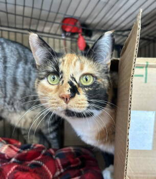 Rescue Domestic Short Hair Cats for Adoption in Forest, Virginia - *Snickers | PetCurious