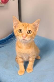 Rescue Tabby and Domestic Short Hair Cats for Adoption in Penns Grove, New Jersey - Drew | PetCurious