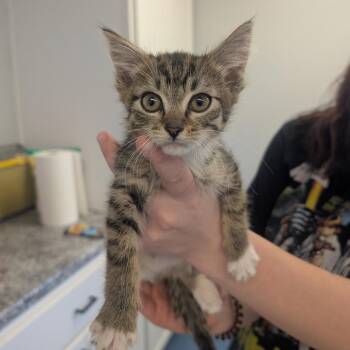 Domestic Short Hair Cats Available for Adoption in Watertown, New York - Bali | PetCurious