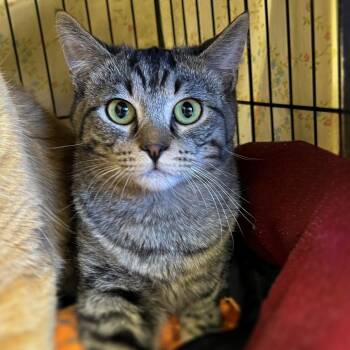 Rescue Domestic Short Hair Cats for Adoption in Springfield, Illinois - Mayhem | PetCurious