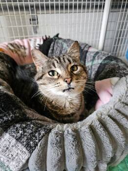 Penny -  Domestic Short Hair Cat Available for Adoption in Freeland, Michigan - Penny | PetCurious