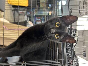 Velma -  Domestic Short Hair Cat for Adoption in Mckinleyville, California - Velma | PetCurious