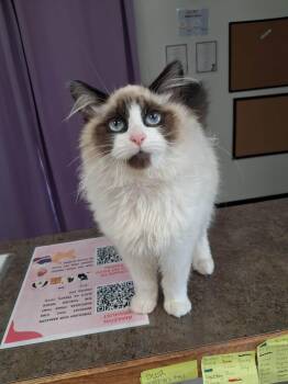 Rescue Snowshoe and Domestic Medium Hair Cats for Adoption in Roosevelt, Utah - President Snow | PetCurious